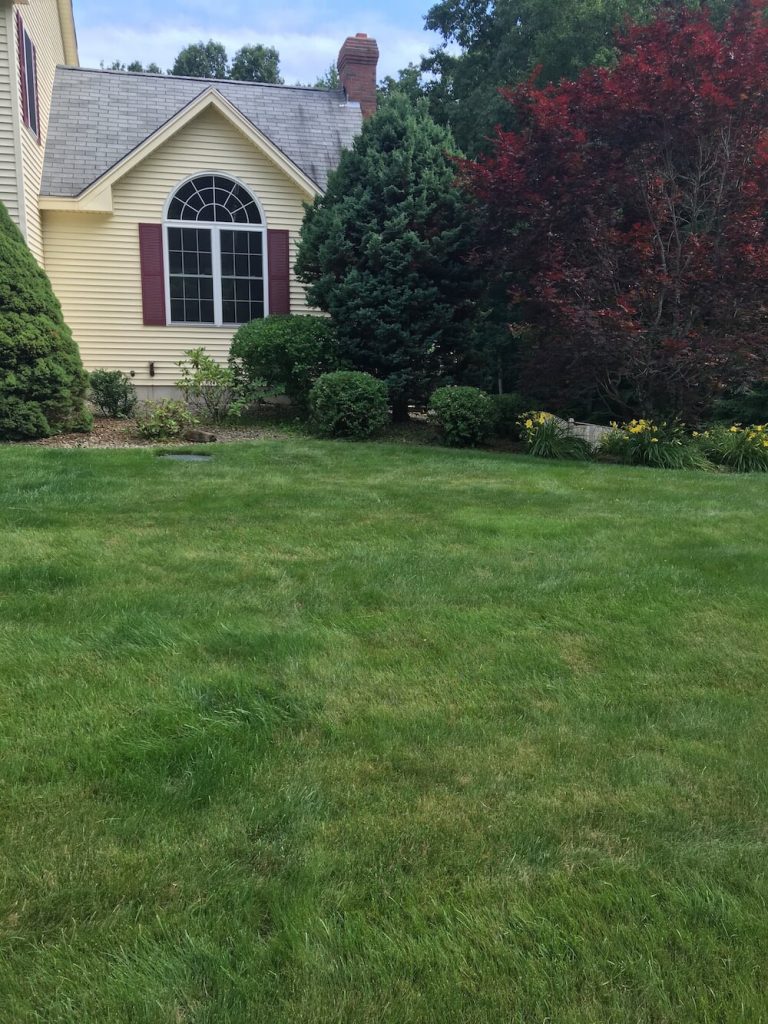 hedge trimming, front yard