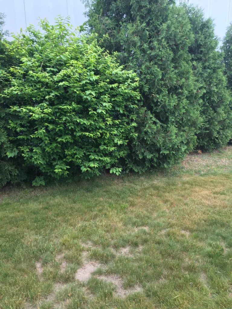 before hedge, multiple size