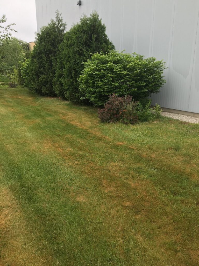 multiple hedge trim before