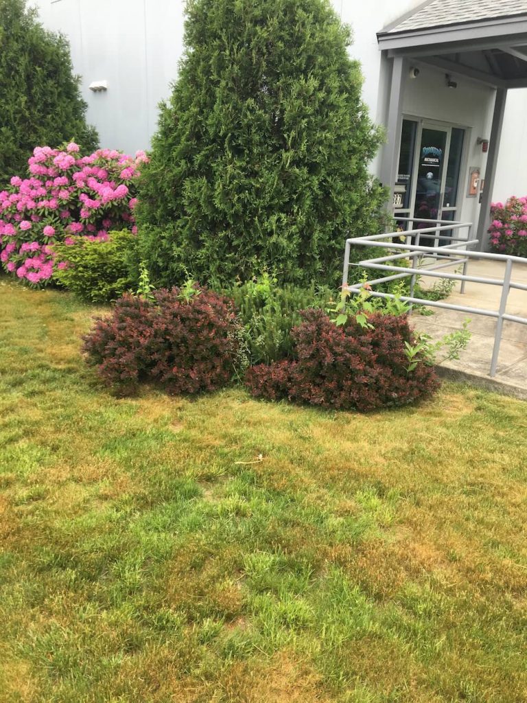 bushes, hedge, before trim