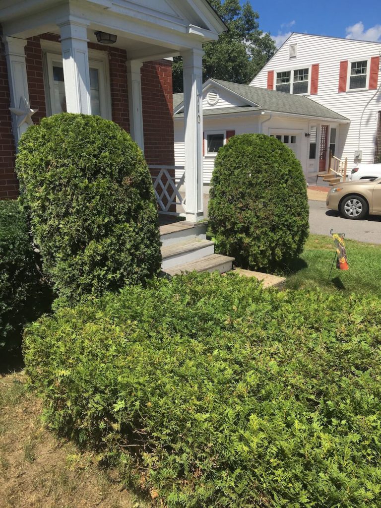 two hedge trim, multiple types