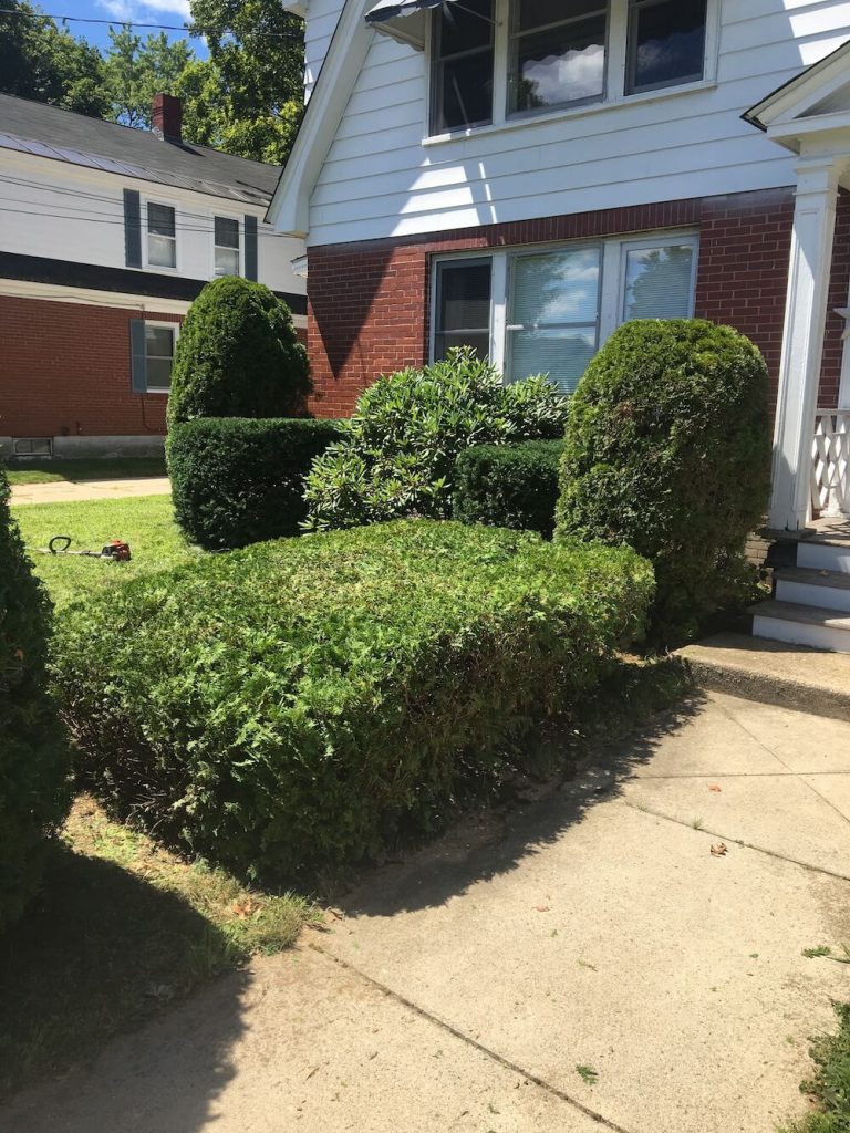 front yard hedge trim