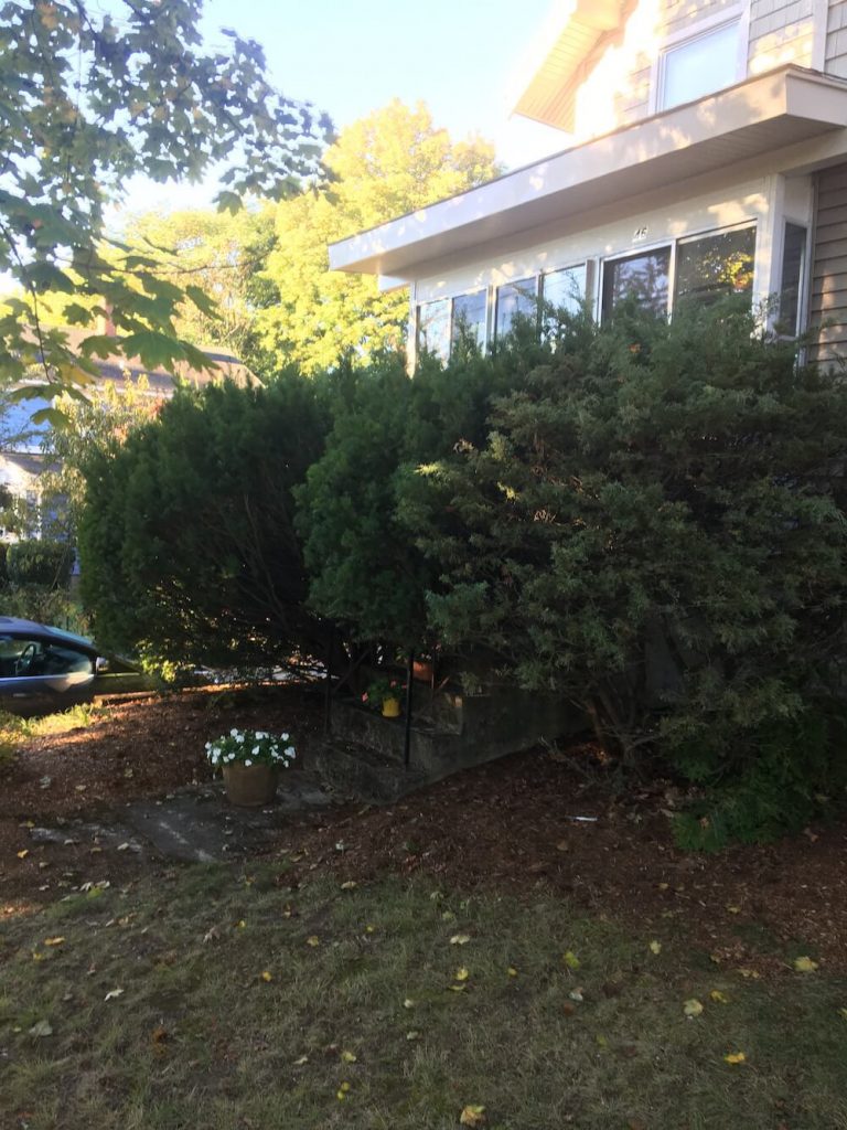 Hedge trim before, Manchester nh