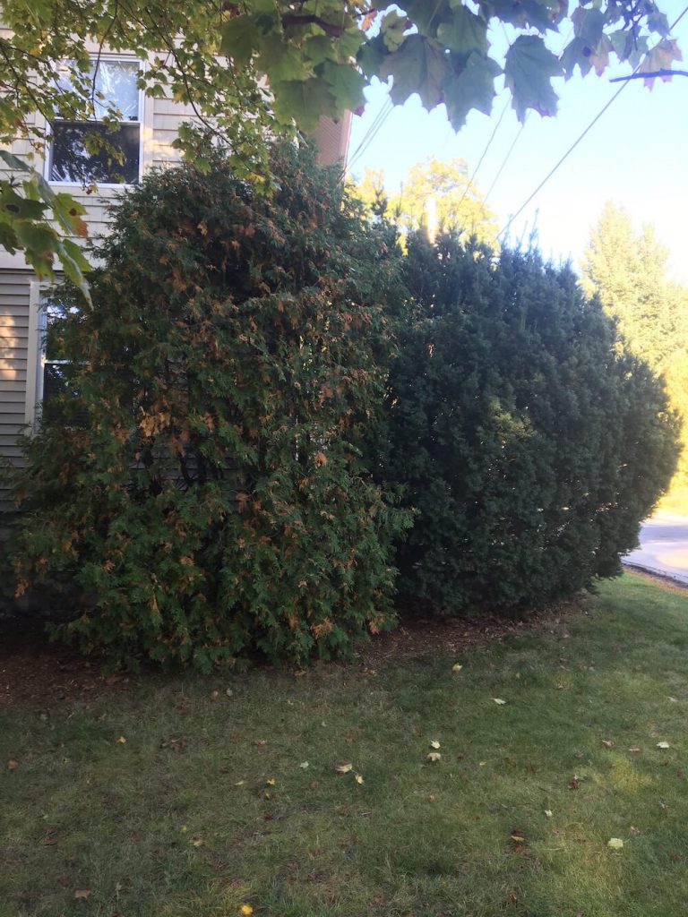 Large hedge, trim, manchester nh