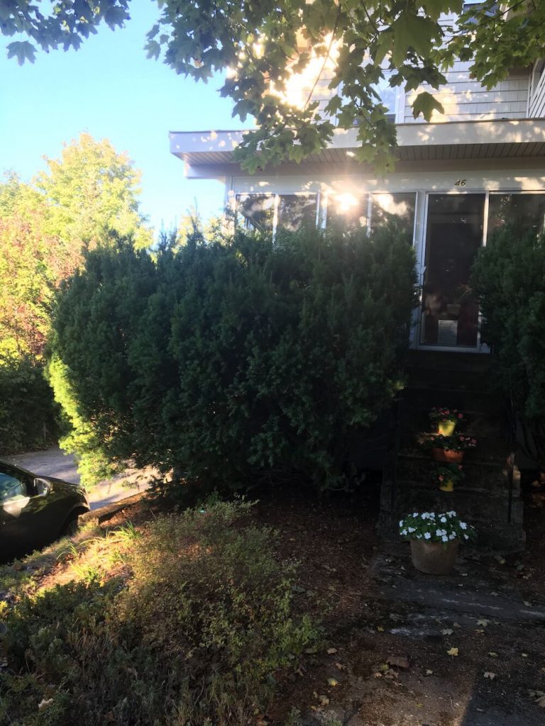 Front hedges, before trim