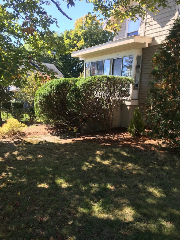 Front hedge trim, after photo