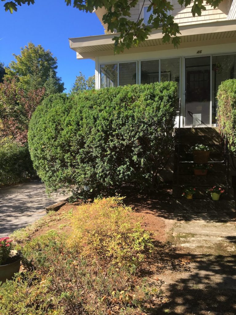 Final hedge trim, manchester New Hampshire