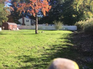 Yard Renovation- Grading, Loam, Seed, Merrimack NH