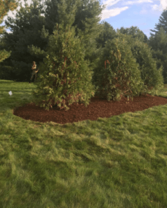 wood chip mulch Manchester NH