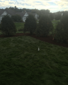 Manchester NH bark mulch