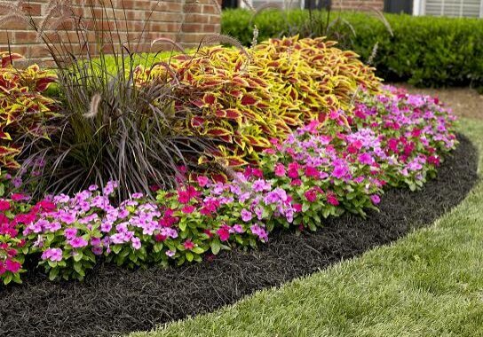Black bark mulch used in a flowerbed to provide protection and water 